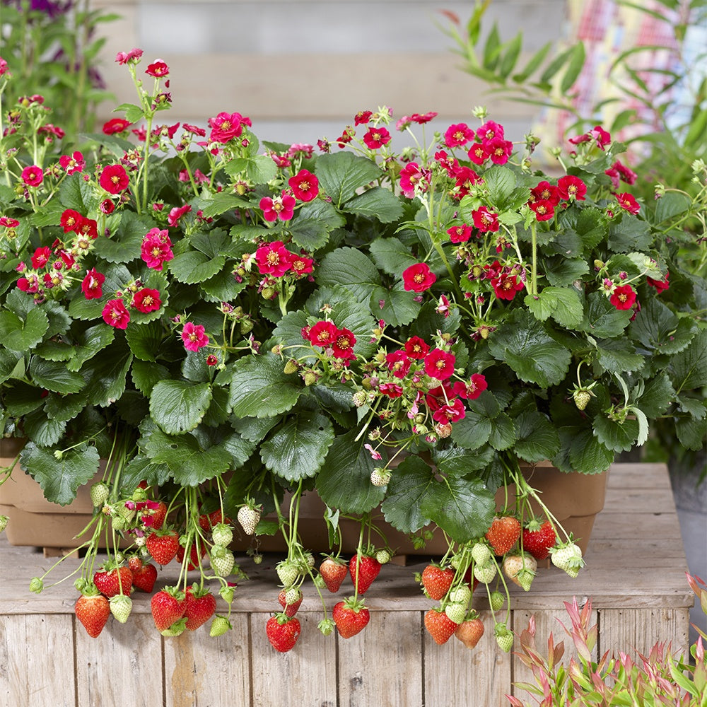 Bakker Fraisiers Summer Breeze remontant fleur rose 3 pots 10,5cm