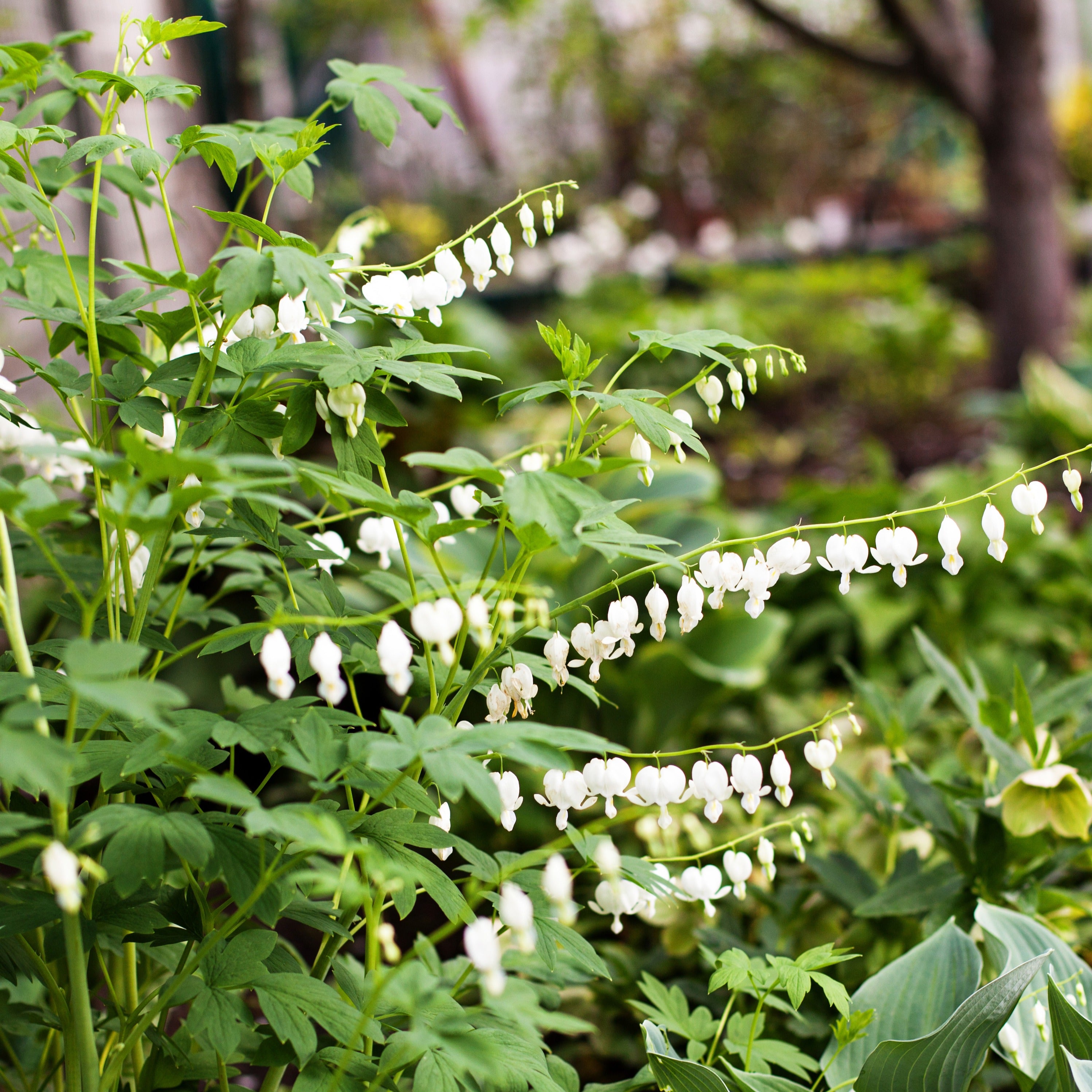 Bakker Cœur de Marie Blanc Dicentra Alba vivace pot 9cm