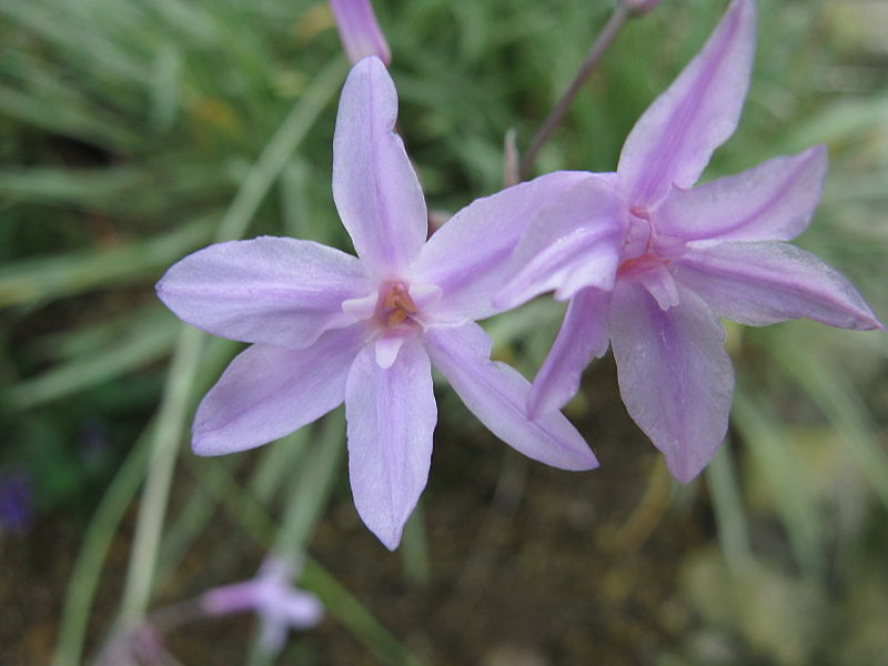Passion Vivaces Tulbaghia Silver Lace plante pot 1L panaché
