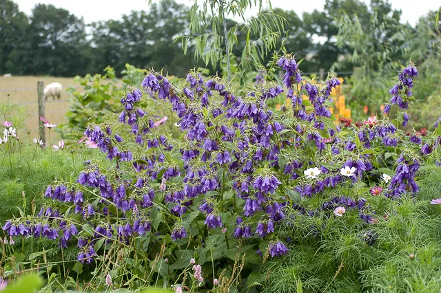 Campanula Kent Belle campanule godet bleu violacé