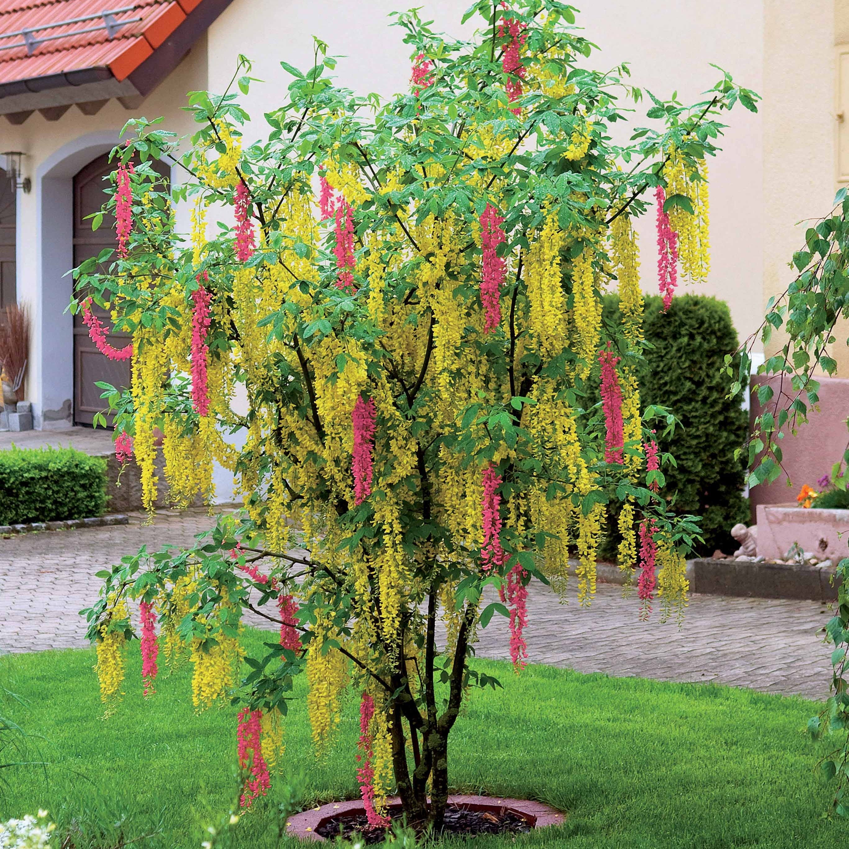 Bakker Cytise bicolore arbuste pot 2L 50-60cm fleurs jaune