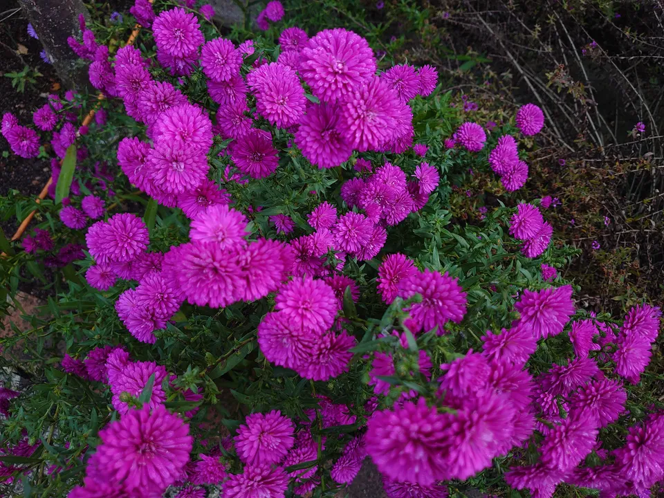 Passion Vivaces Aster novi belgii Scarlette godet rose vif