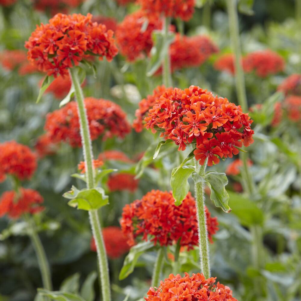 Bakker Morgenrot croix de Jérusalem pot 9cm orange