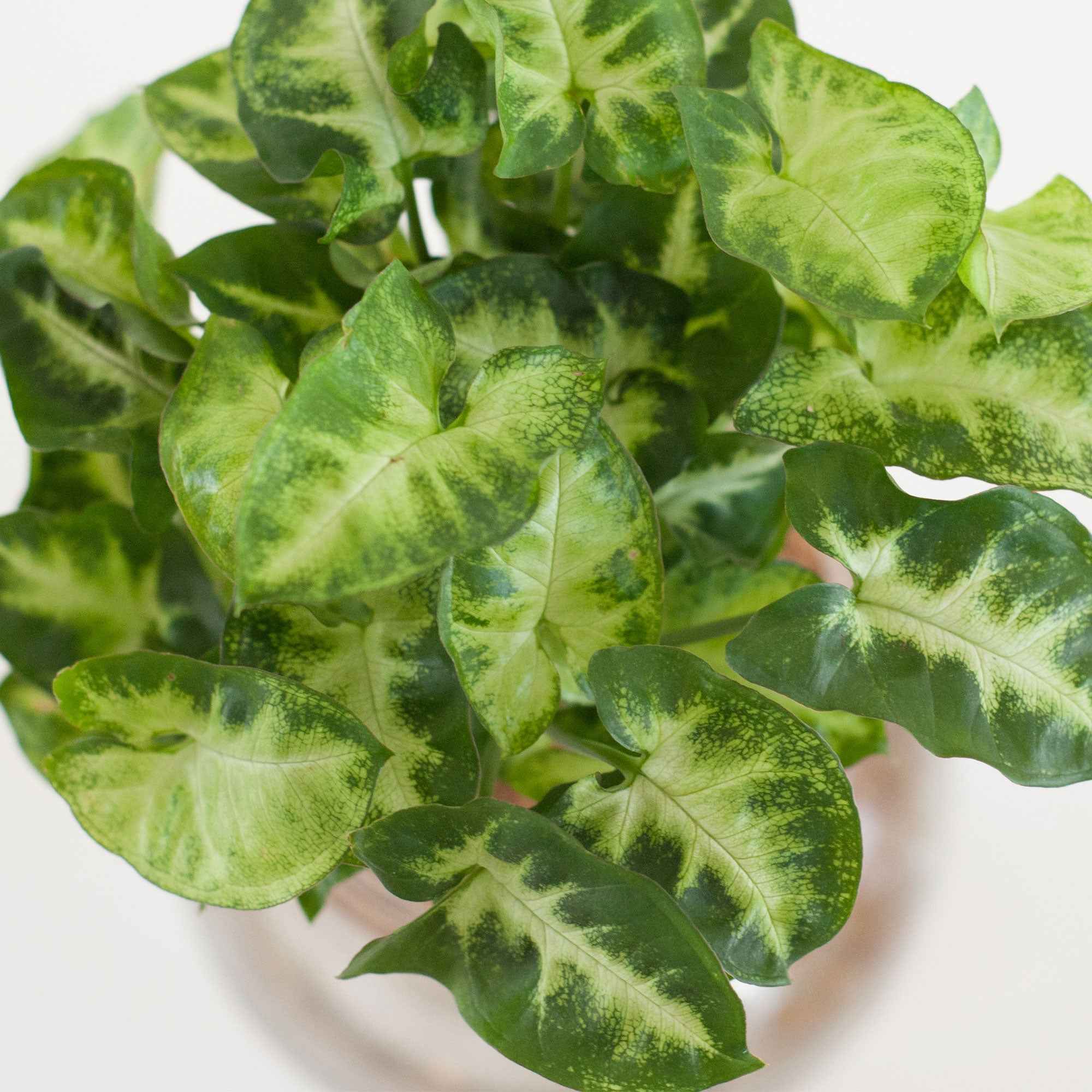 Bakker Syngonium plante grimpante racine nue 25-35cm