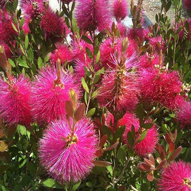 Bakker Callistemon Hot Pink rince-bouteille pot 8cm fuchsia