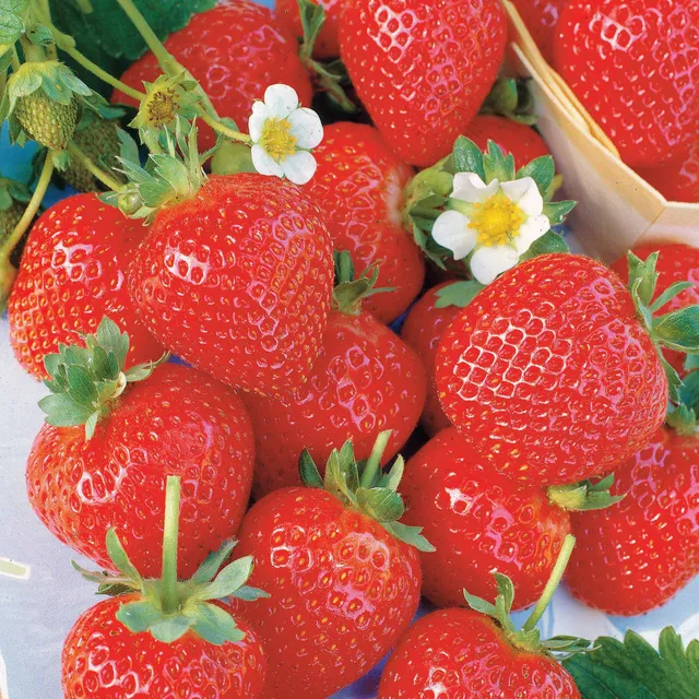 Bakker Collection 60 fraisiers racines nues 6 mois récolte