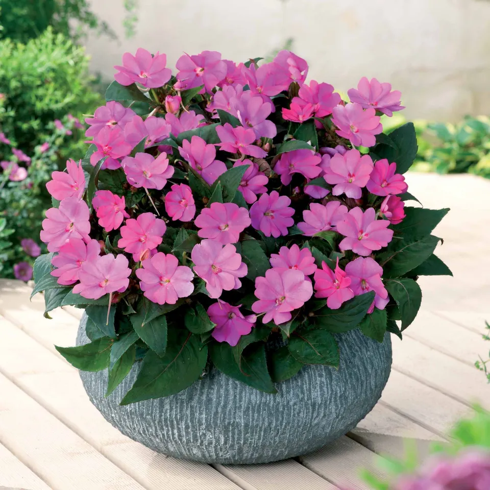 Bakker Sunpatiens Rose lilas plante 3 pots Ø12cm soleil