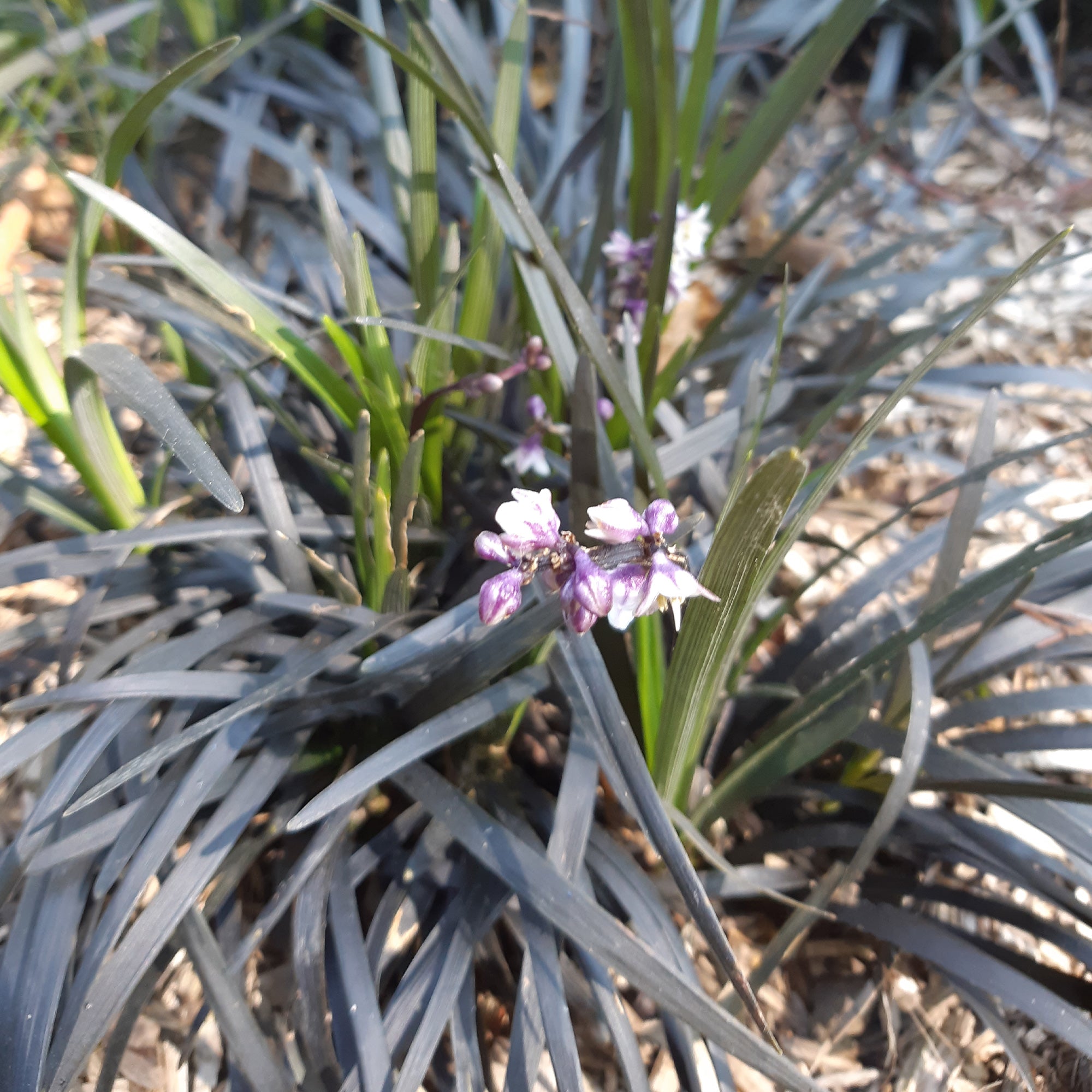Bakker Ophiopogon Niger Couvre-sol feuillage noir Pot 8cm