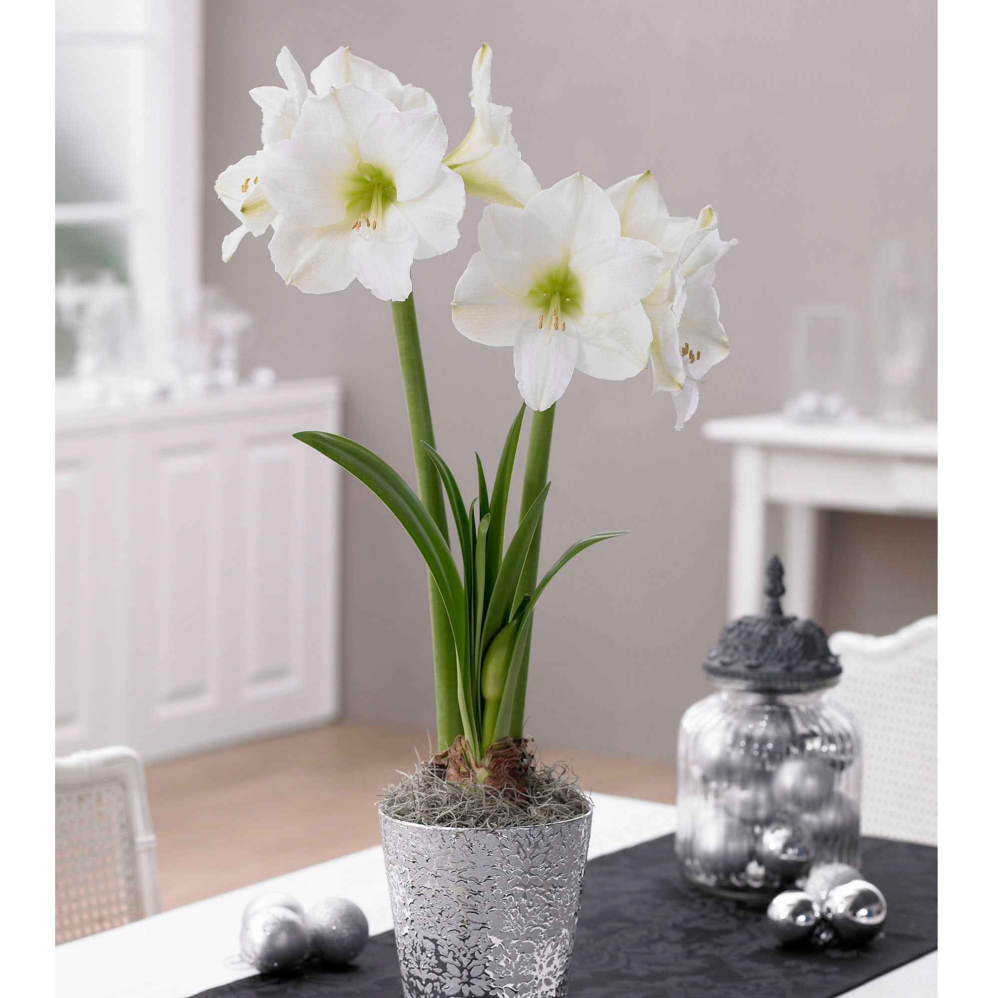 Bakker Bulbes Amaryllis White Christmas bulbe blanc 24cm+
