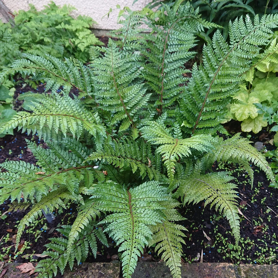 Passion Vivaces Polystichum makinoi fougère pot 1L persistante