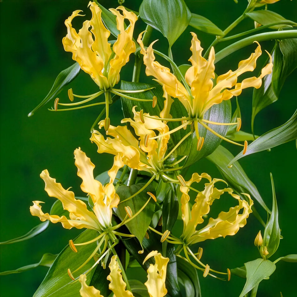 Bakker Gloriosa jaune Lis de Malabar bulbe jaune 1 pièce
