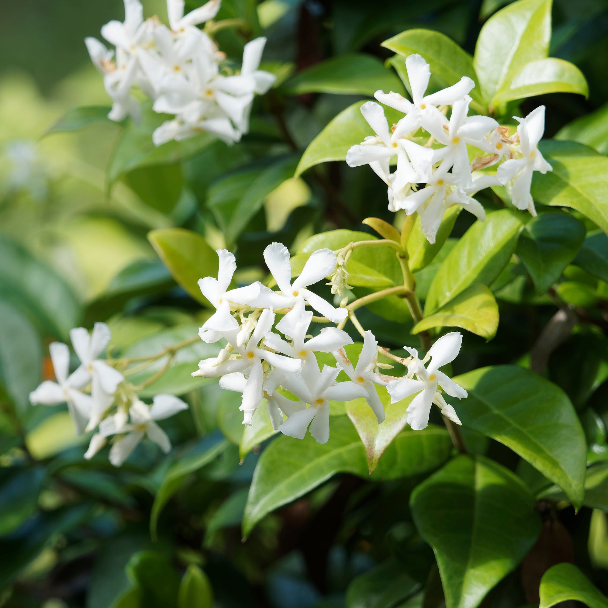 Bakker Trio grimpantes plante jasmin glycine hortensia 3 pots