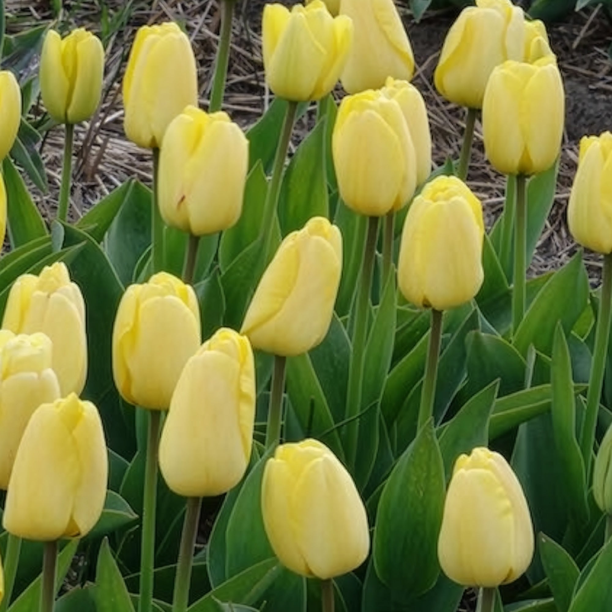 Bakker Bulbes à fleurs Tulipes Darwin Golden Parade bulbes 10 bulbes jaune