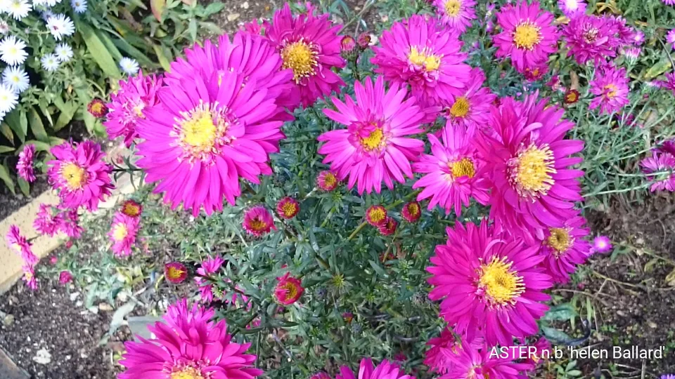 Aster novi-belgii Helen Ballard aster godet rose carminé
