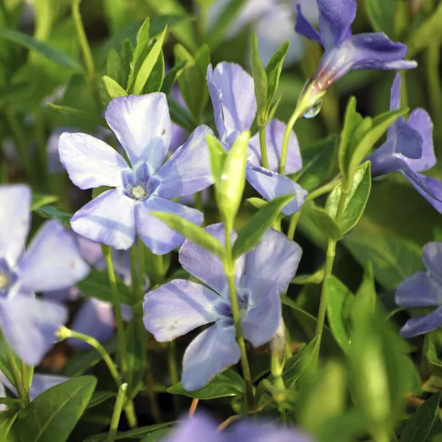 Bakker La Grave petite pervenche pot 9cm couvre-sol violet