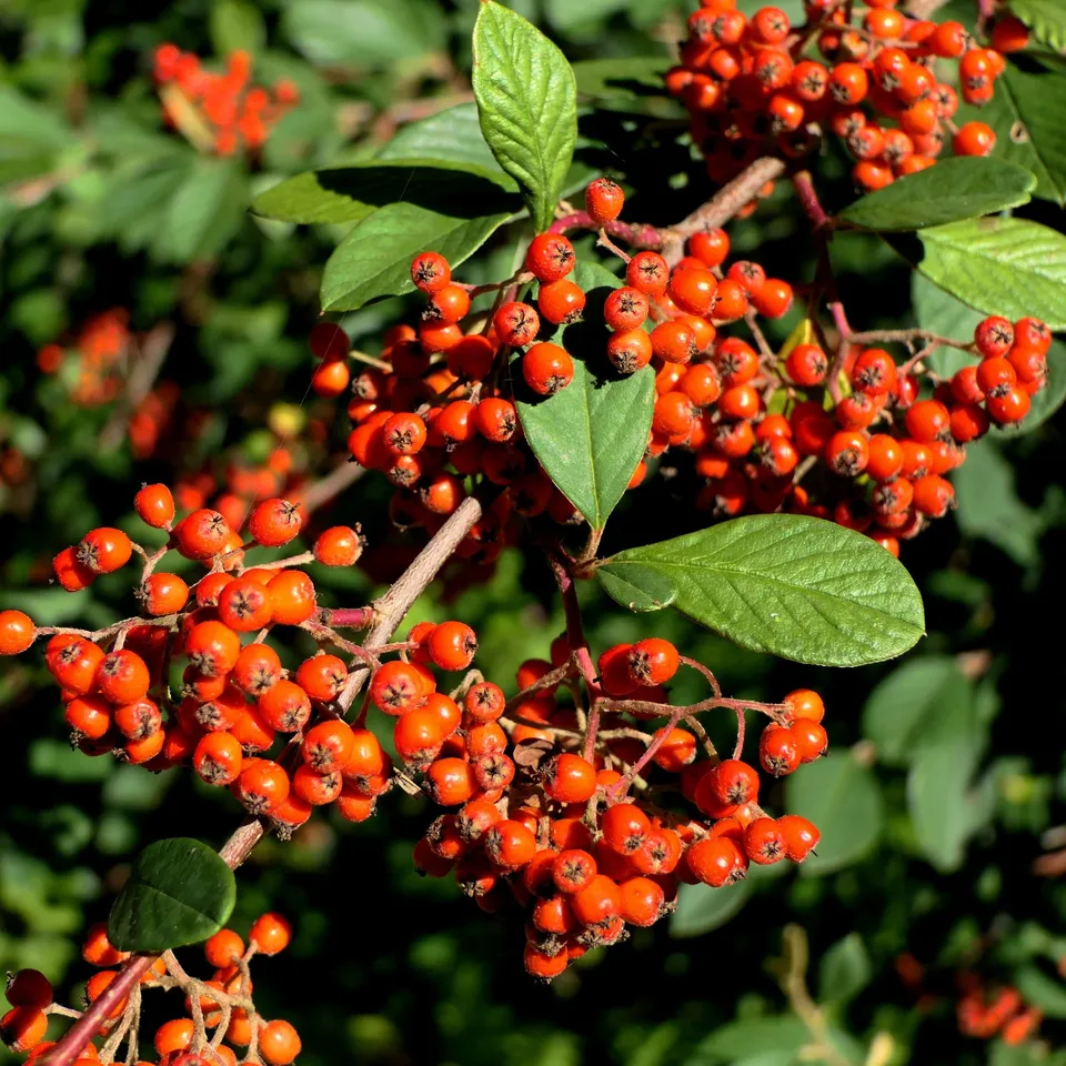 Bakker Cotoneaster Lacteus arbuste persistant pot 8cm haie baies