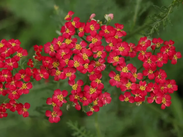 Achillea Paprika plante vivace godet fleurs rouges