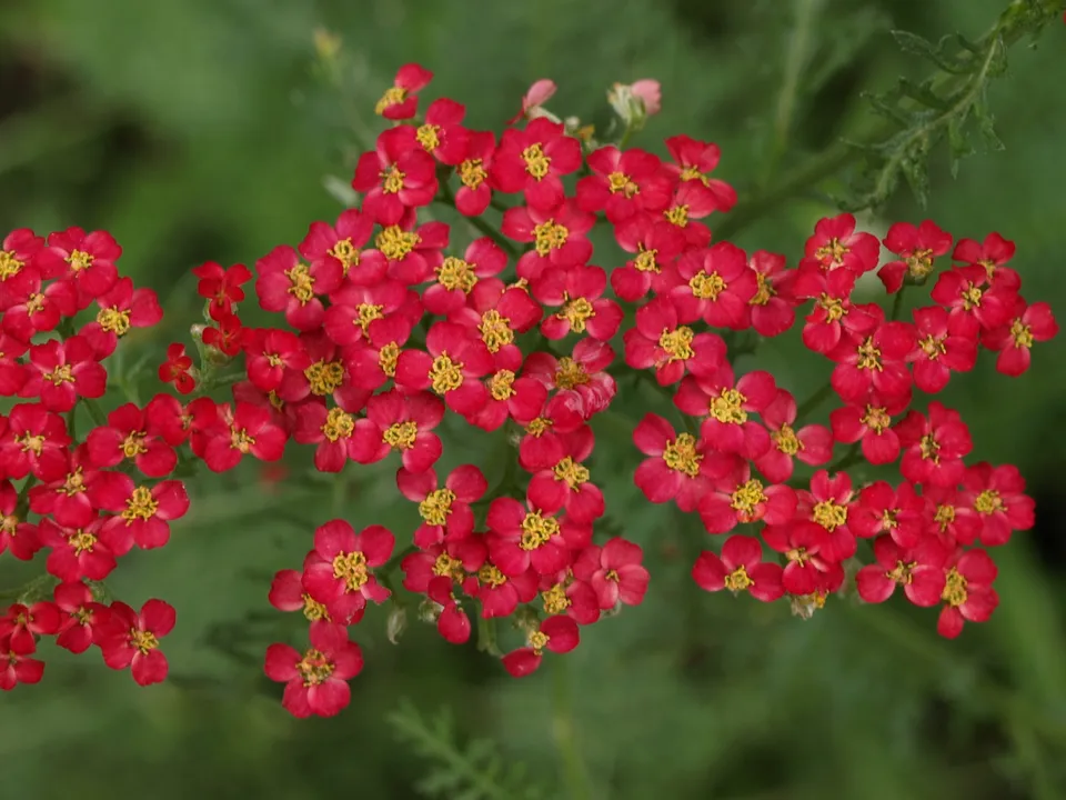 Achillea Paprika plante vivace godet fleurs rouges