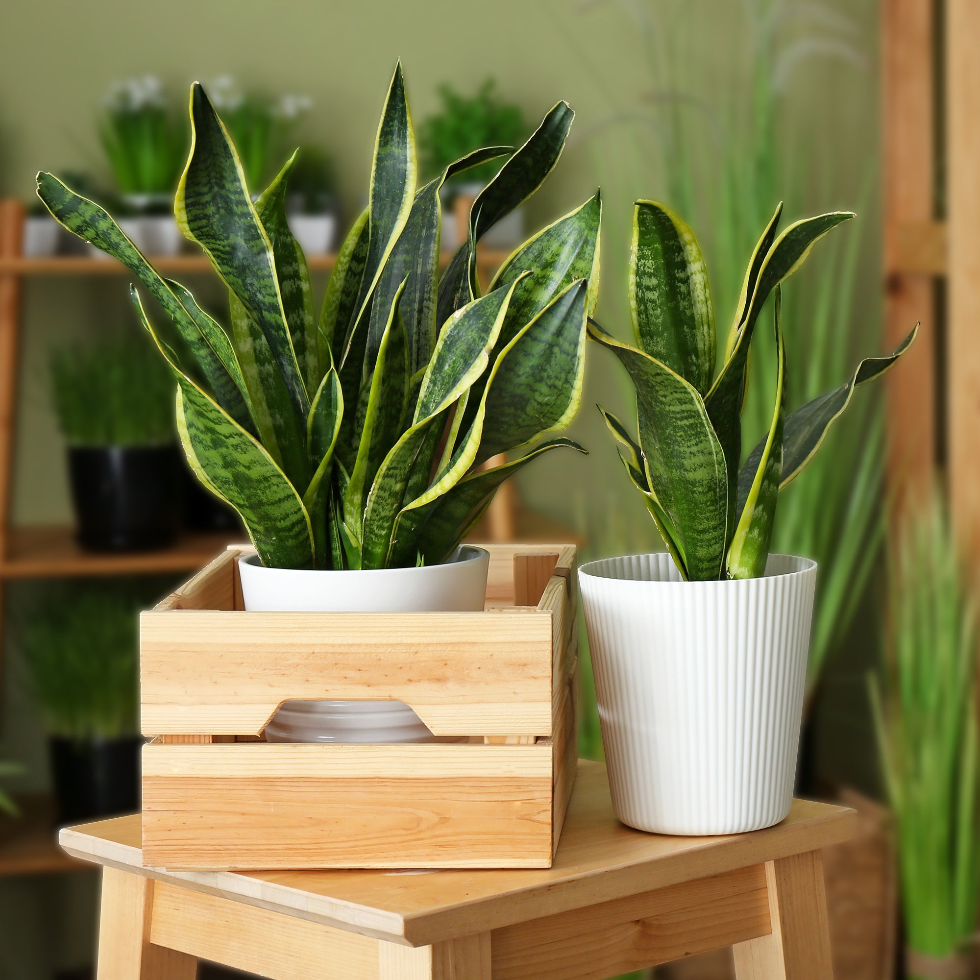 Bakker Plantes d'intérieur Sansevière Futura Superba 20cm pot 12cm