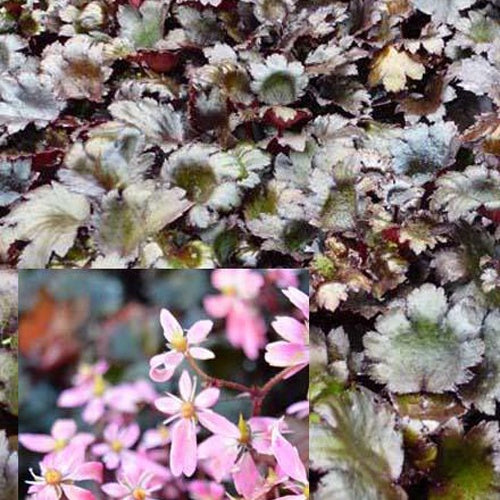 Bakker Saxifrage Black Ruby vivace pot 8cm feuilles noires