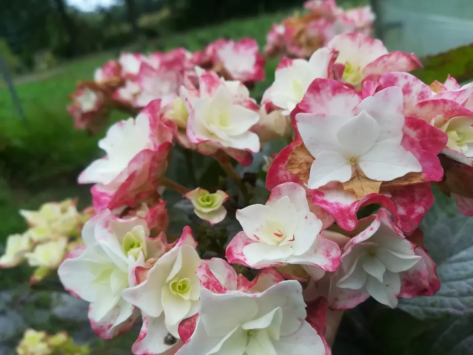 Hortensias du Haut Bois Faustine hortensia plat obtention 2020