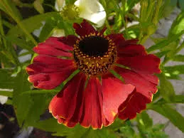 Passion Vivaces Helenium Claudia plante godet rouge vif