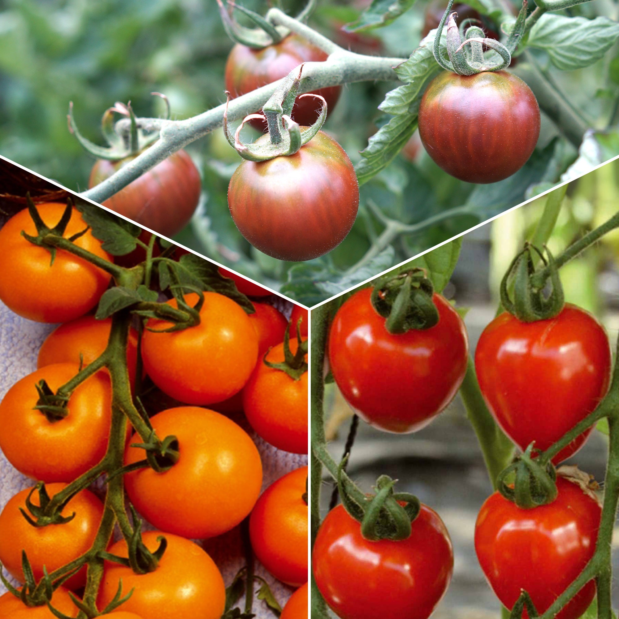 Bakker Tomates cerises graines lot 3 sachets Sungold