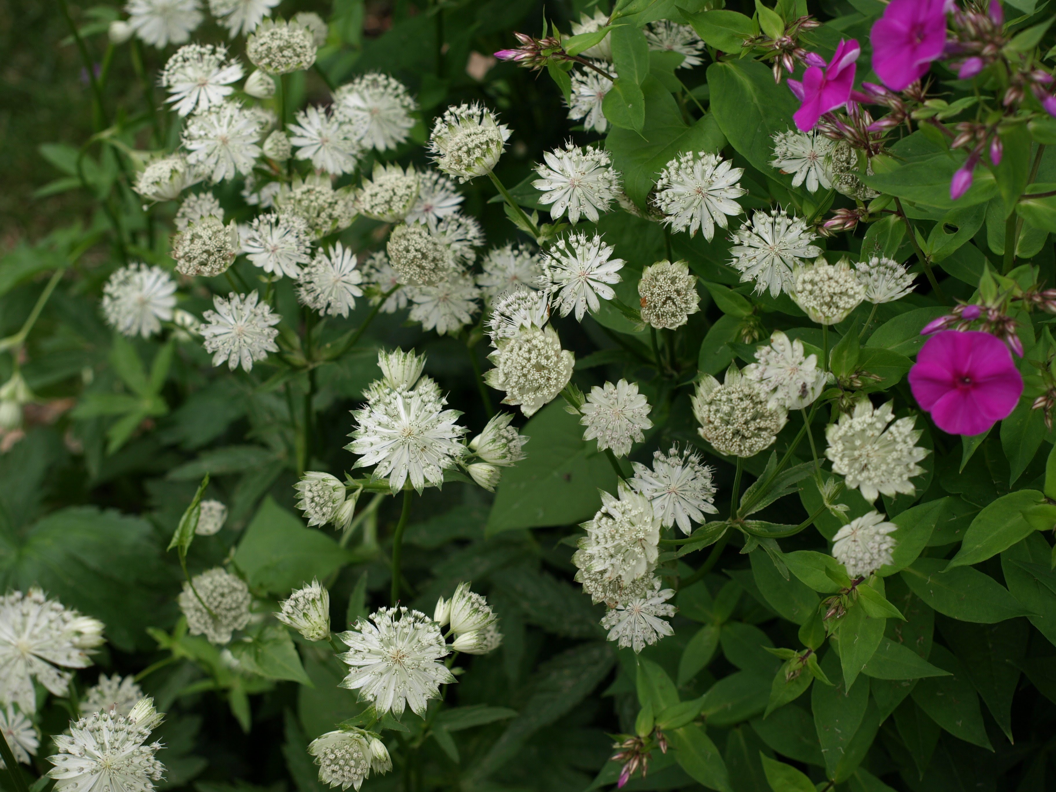 Passion Vivaces ASTRANTIA X Shaggi radiaire godet fleurs blanches