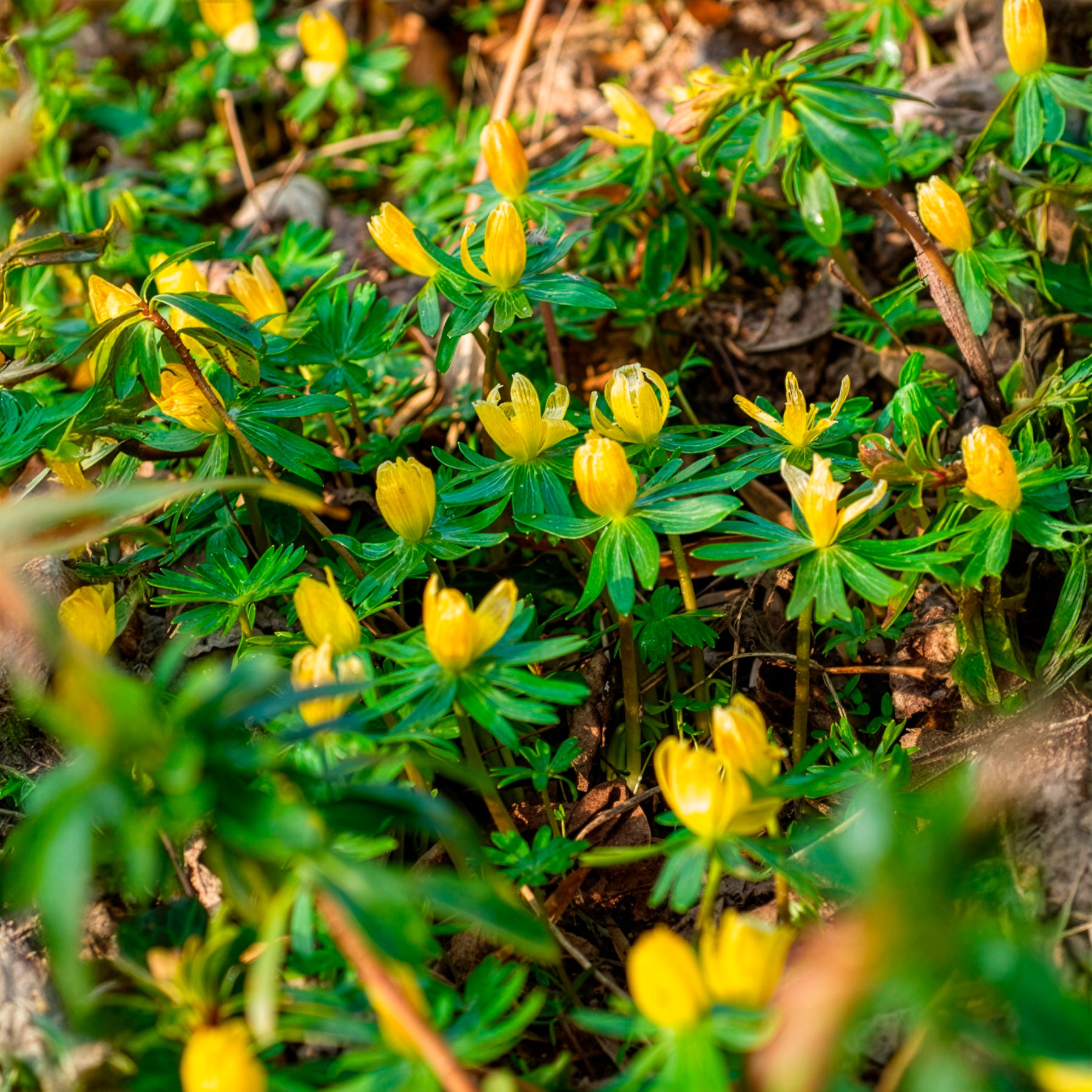 Bakker Helléborines plante bulbe sachet 10 bulbes fleurs jaunes