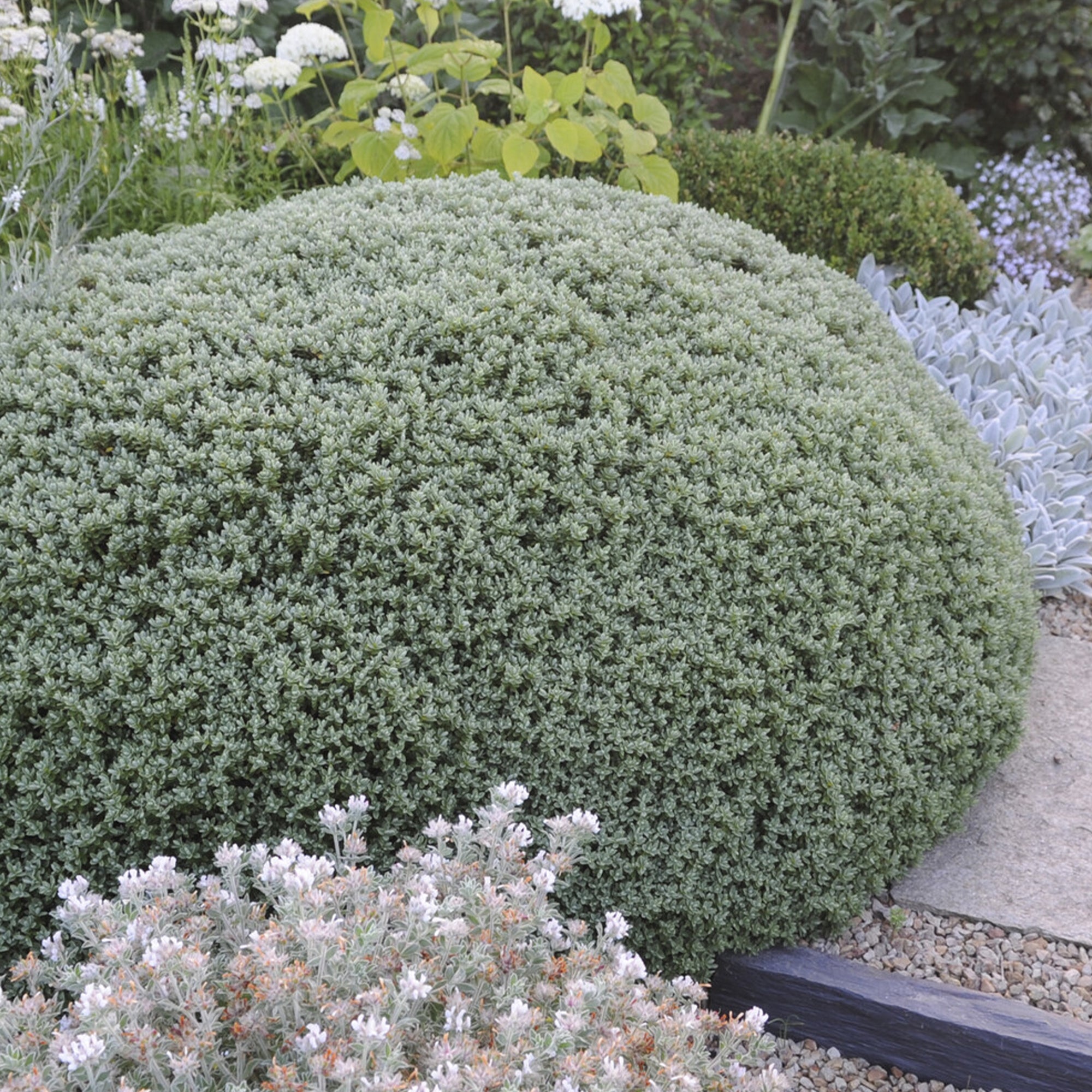 Bakker Hebe Sutherlandii véronique arbustive pot Ø17cm feuillage gris
