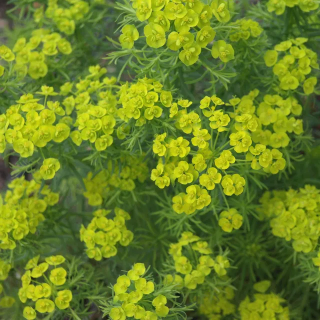 Passion Vivaces Euphorbia cyparissias euphorbe godet couvre-sol jaune
