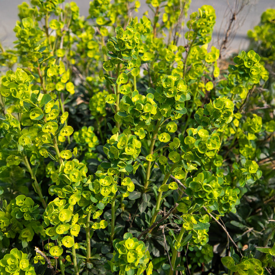 Bakker Euphorbe Mrs Robb plante vivace pot 9cm jaune