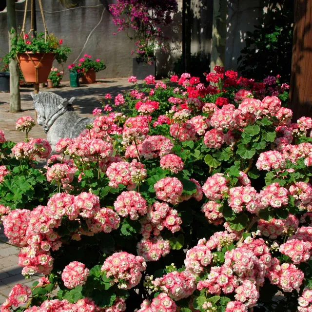 Bakker Géraniums rose abricot Apple Blossom 3 pots Ø10,5cm