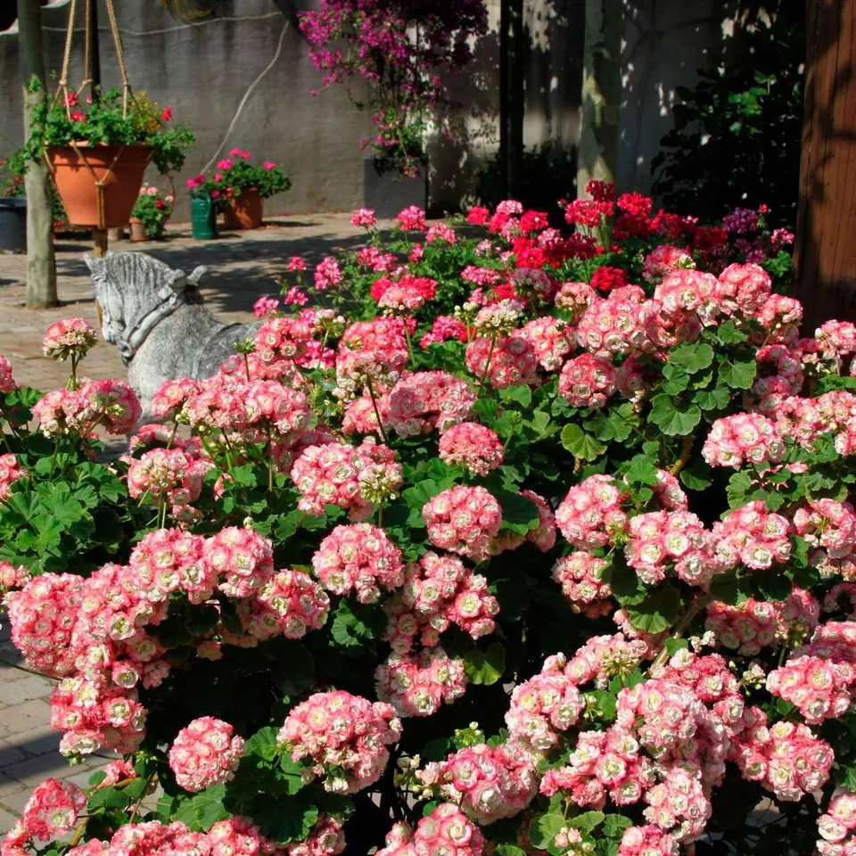 Bakker Géraniums rose abricot Apple Blossom 3 pots Ø10,5cm