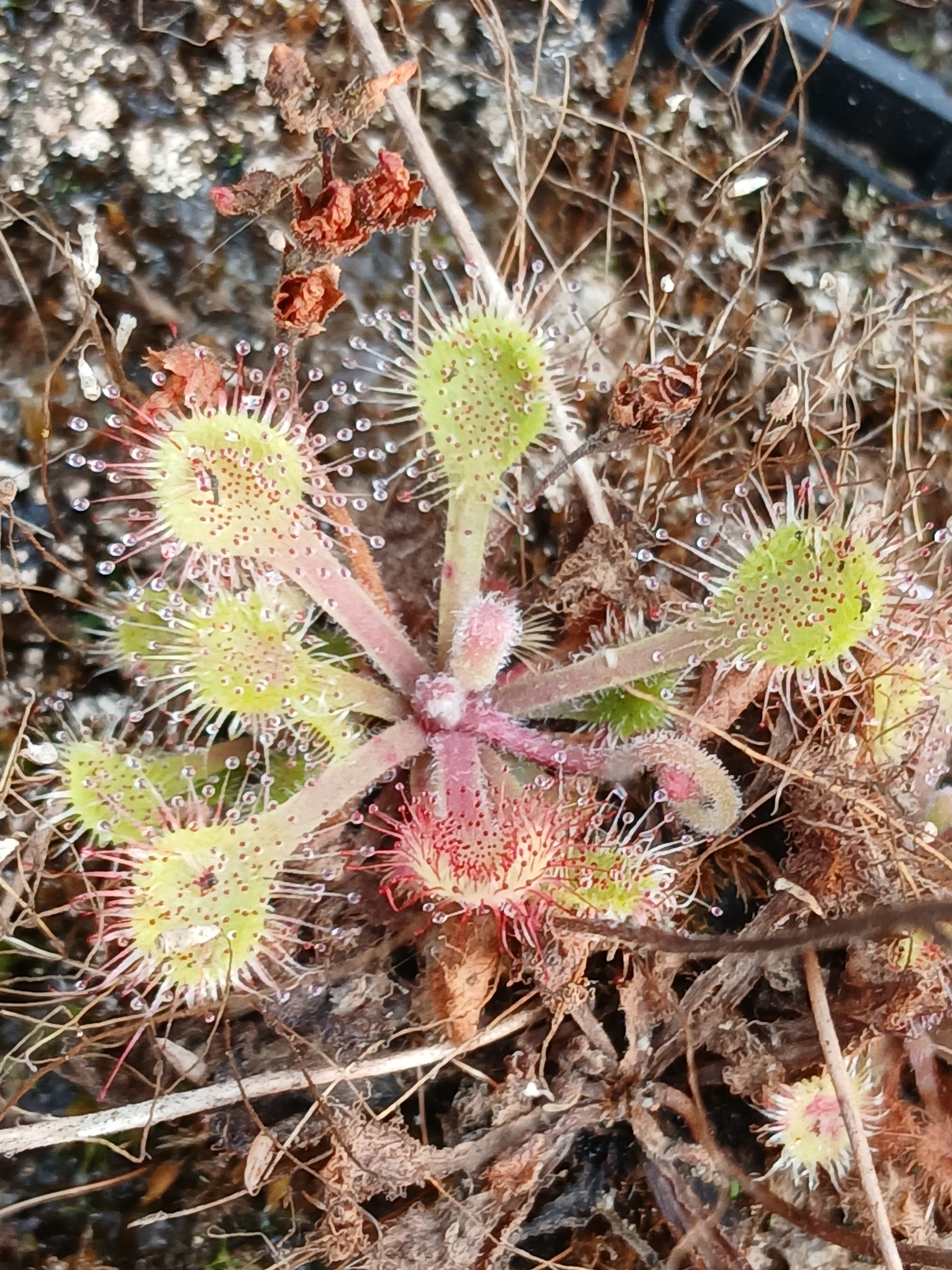 Carniflore Drosera collinsiae plante carnivore subtropicale