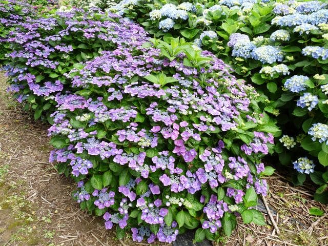 Les Hortensias du Haut Bois Zaunkönig hortensia macrophylla fleurs plates godet
