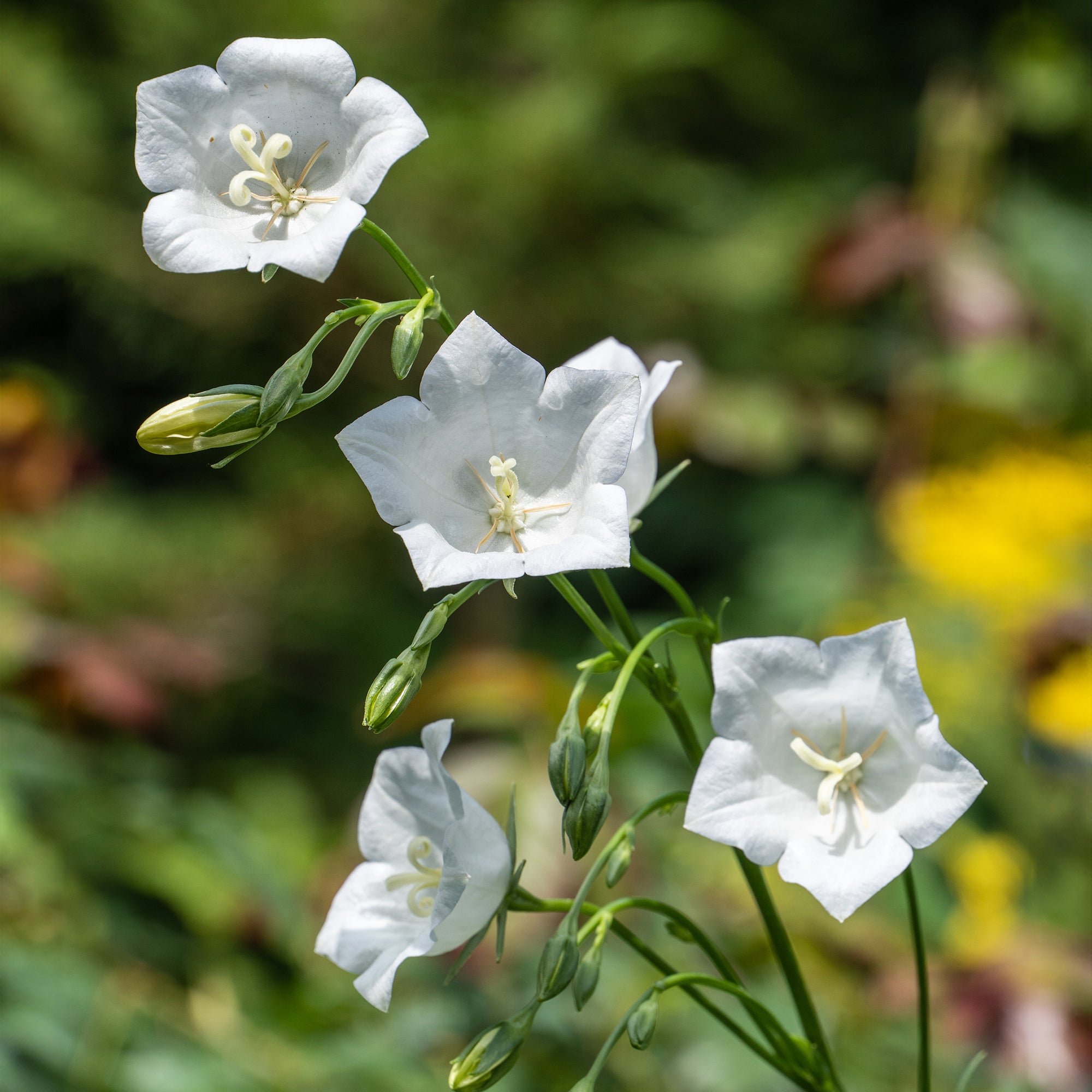 Bakker Campanule à feuilles de pêcher Alba vivace pot 9cm blanche