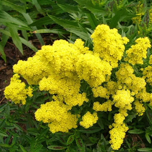 Bakker Solidago Little Lemon verge d'or pot Ø 9 cm
