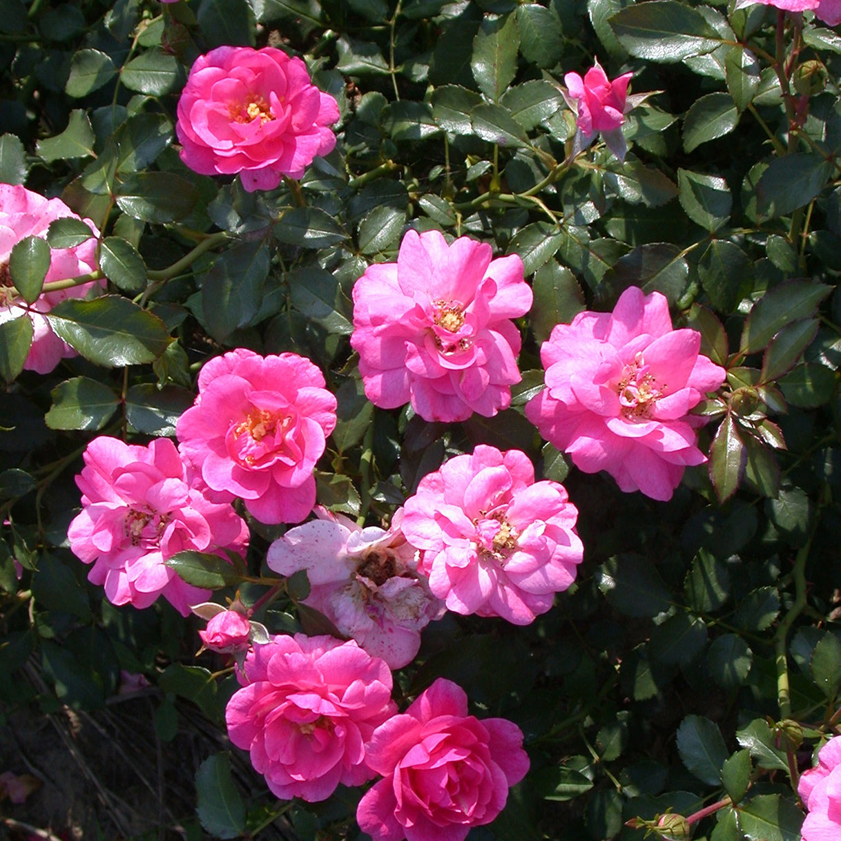 Bakker Mirato rosier couvre-sol pot 3L rose 15-40 cm