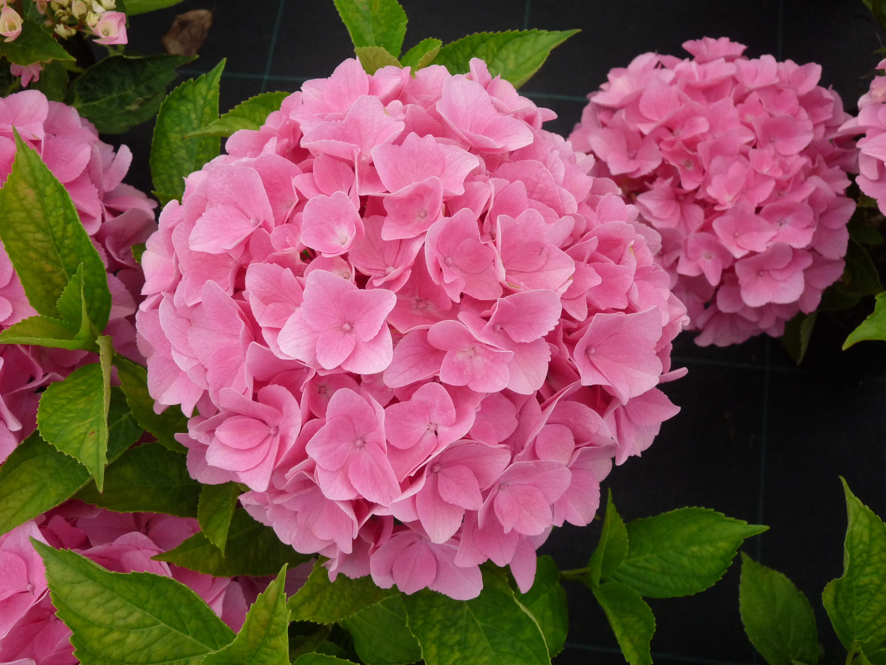 Les Hortensias du Haut Bois Royal hortensia fleurs rondes godet