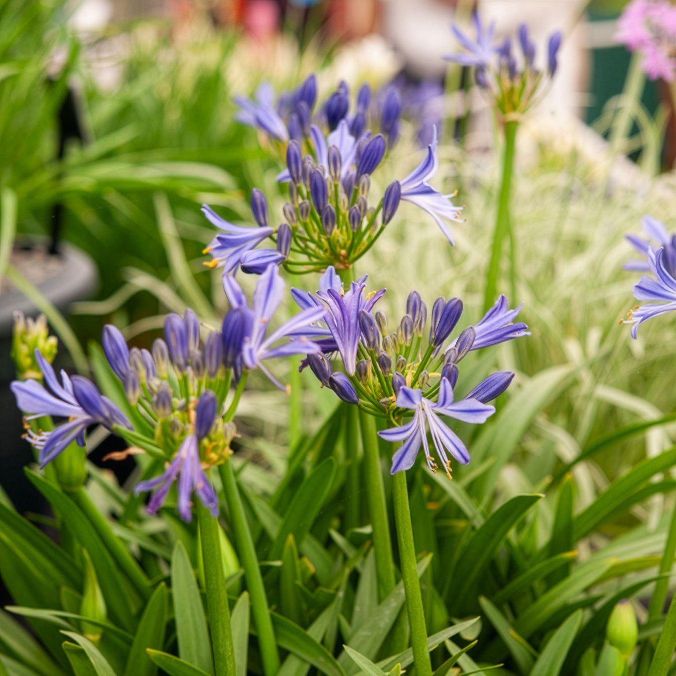 Bakker Agapanthe Charlotte vivace pot Ø 9cm bleue