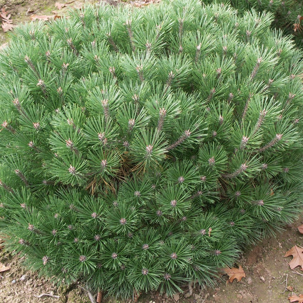 Bakker Pin Pierrick Brégeon nain pot 4L vert