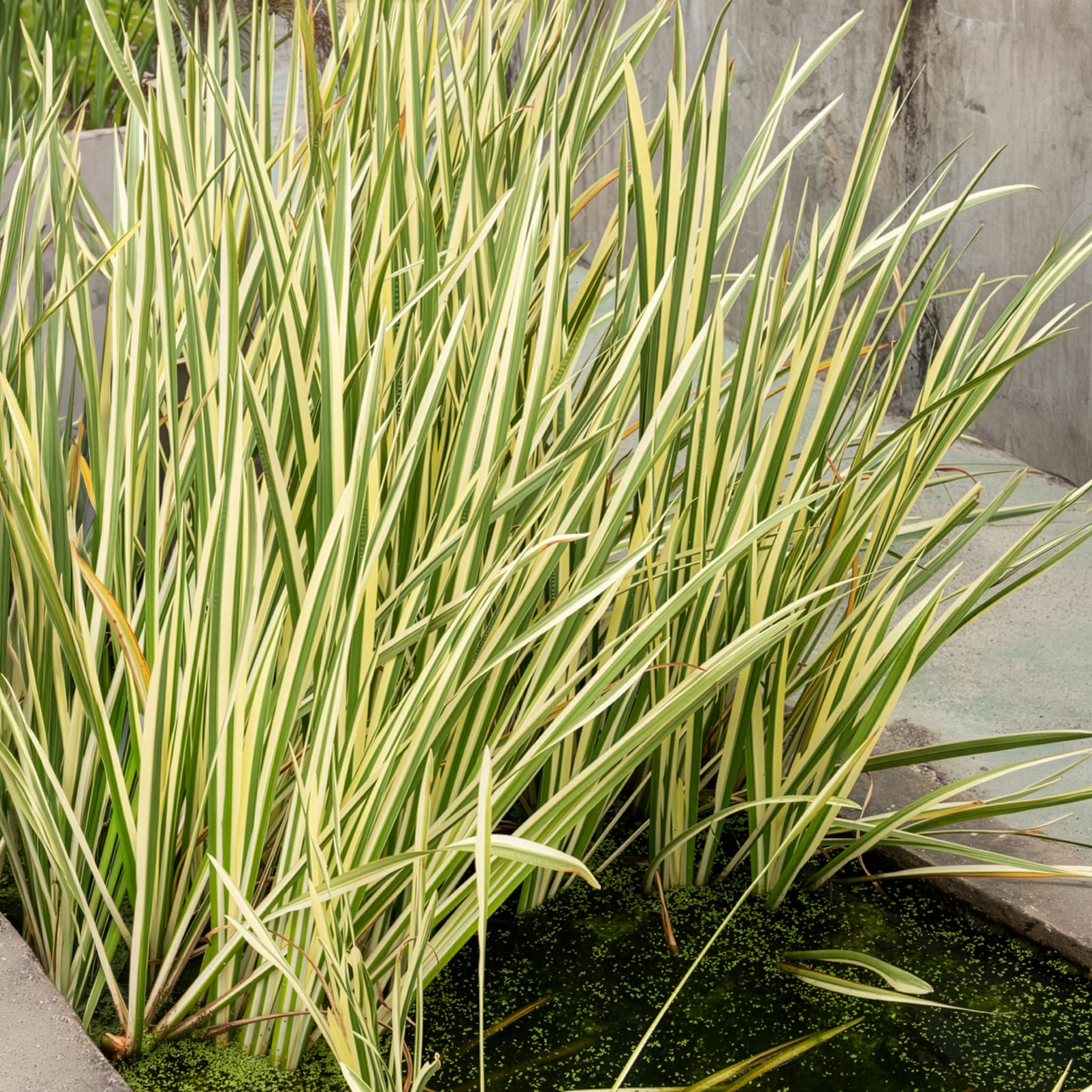 Bakker Acore odorant panaché plante de berge pot Ø 9cm parfumé