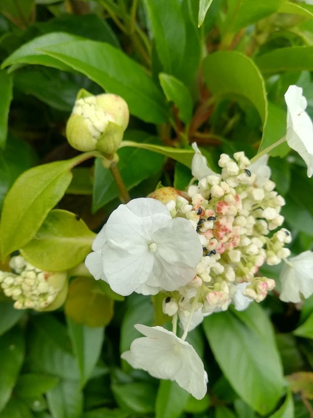 Les Hortensias du Haut Bois Seemanii hortensia grimpant persistant