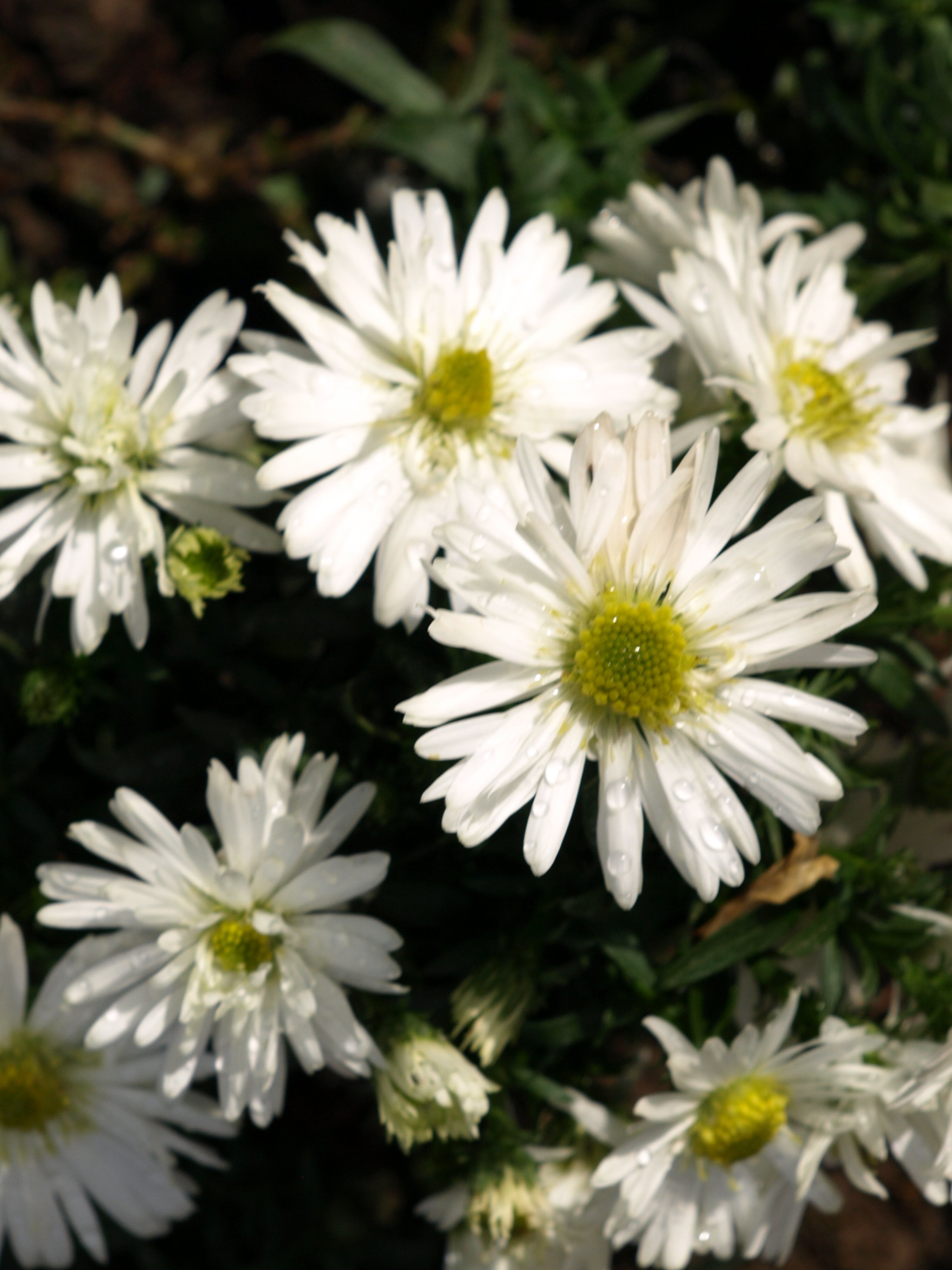 Passion Vivaces Aster dumosus Snowsprite plante vivace godet blanc pur