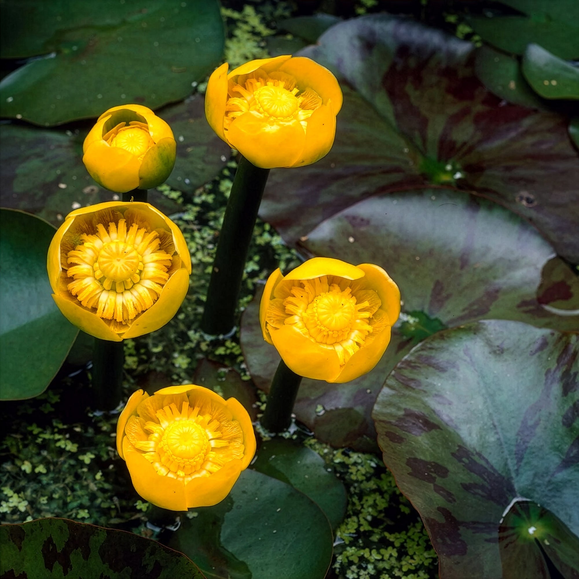 Bakker Bassin Nénuphar commun Nuphar lutea pot Ø 9cm jaune