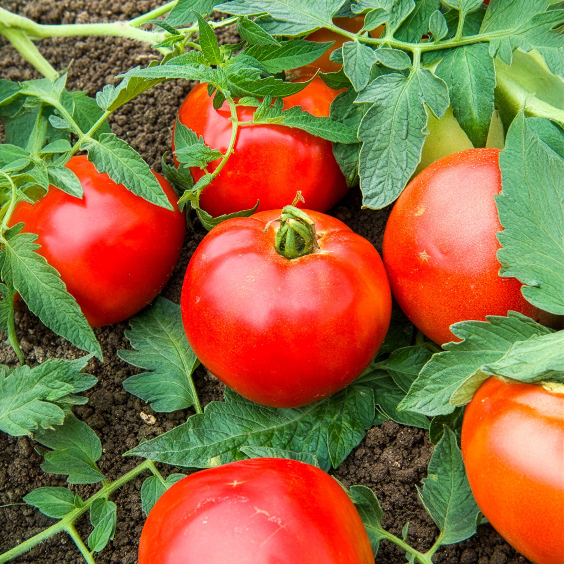 Bakker Tomate Pyros F1 plant potager charnu 3 pots Ø10,5cm