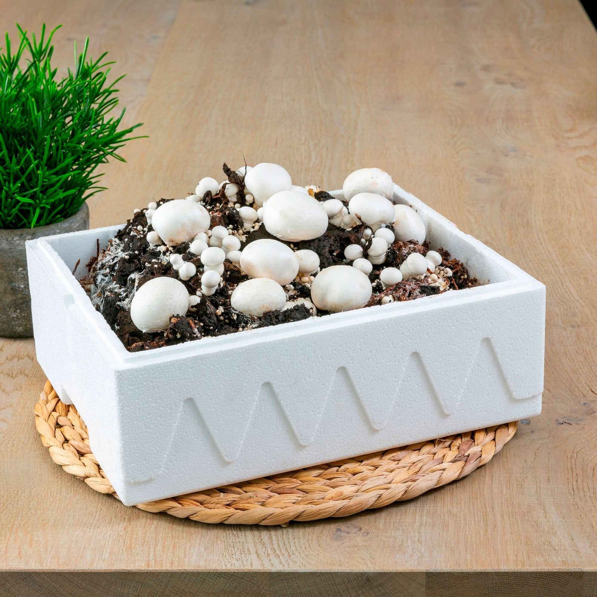 Bakker Potager Kit champignon blanc de Paris 7,5L comestible