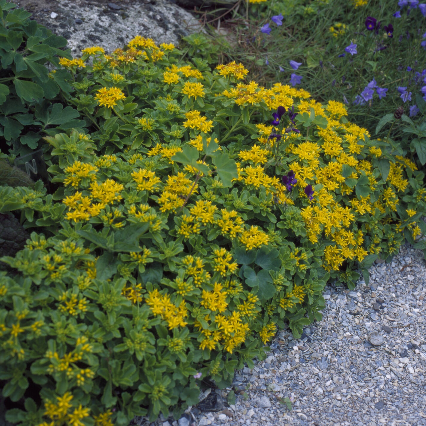 Bakker Sedum Kamtschaticum pot 9cm jaune
