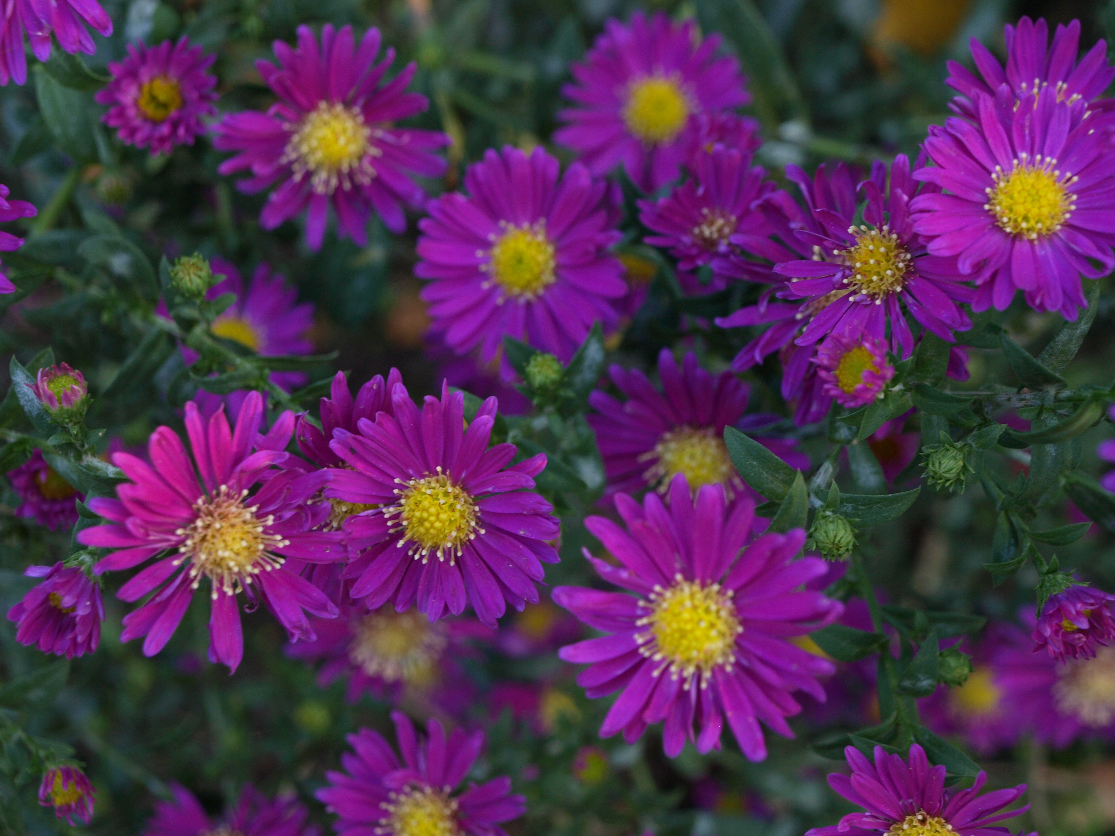 Aster novi-belgii Fortuna vivace godet rose carminé